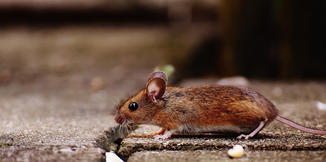 8 Powerful Ways to Get Rid of Rats at Home, Using Natural and Practical Ingredients