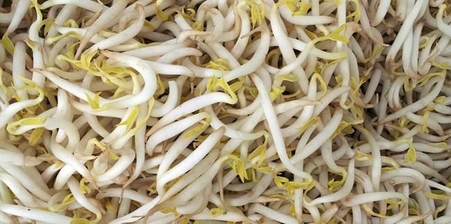 8 Ways to Store Bean Sprouts to Keep Them Fresh and Prevent Spoilage