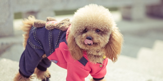 8 Cute Small Dog Breeds, Suitable as Playmates