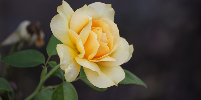 8 Most Beautiful Rose Varieties, Inspiring Ornamental Plants