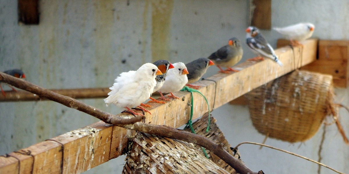 8 Types of Lucky Birds According to Bird Livestock Primbon, Bring Success