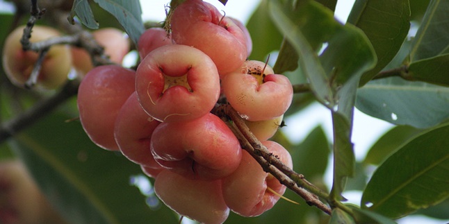 8 Sweetest and Most Refreshing Types of Water Apple, Recognize Its Excellence!