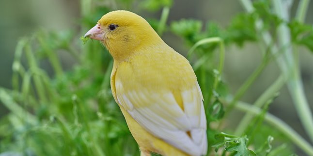 8 Most Popular Types of Canary Birds, Recognize Their Physical Characteristics