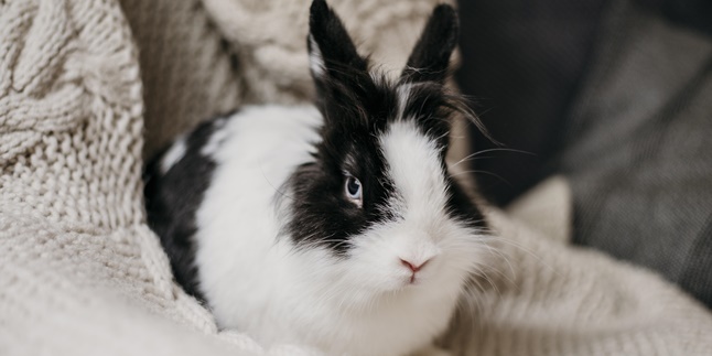 8 Most Famous and Adorable Rabbit Breeds, Ideal Choice as Pets