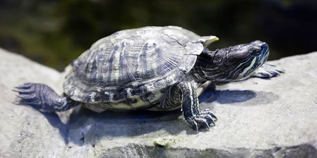 8 Most Popular Pet Turtle Species, Easy to Care For