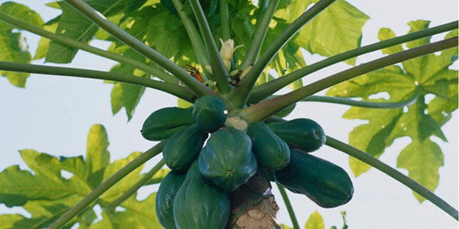 8 Benefits of Papaya Leaves, Although Bitter But Good for Health and Beauty