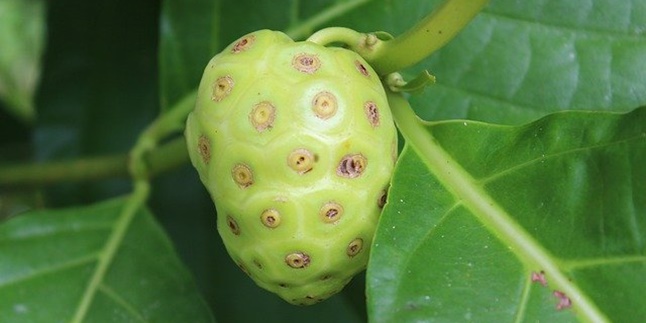 8 Benefits of Noni for Skin Health, Can Also Relieve Joint Pain