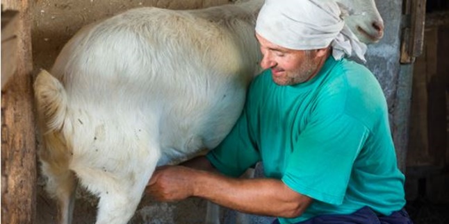 8 Benefits of Goat Milk for Health, Its Benefits are No Less than Cow's Milk