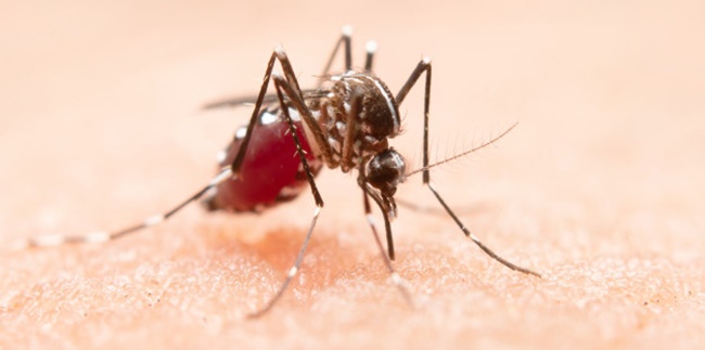 8 Causes of Malaria and Risk Factors, Know the Prevention Tips