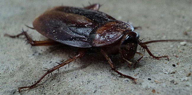 9 Easy and Powerful Ways to Get Rid of Cockroaches at Home, for a Healthier Life