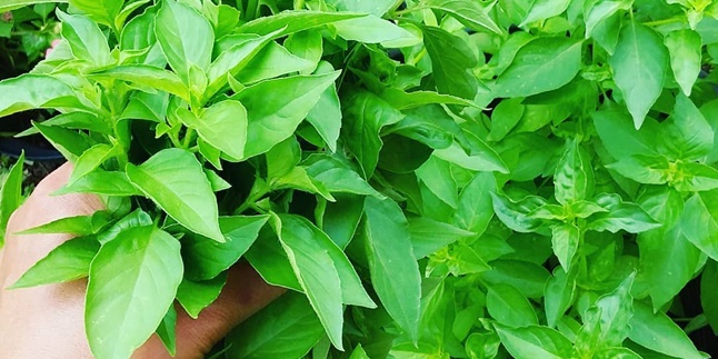 9 Benefits of Basil for Health and Beauty, Overcome Acne Scars - Premature Aging