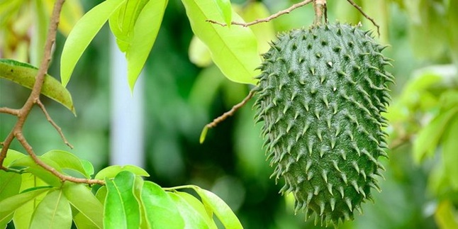 9 Benefits of Soursop Leaf Decoction for Health, Improve Women's Fertility - Treat Cancer