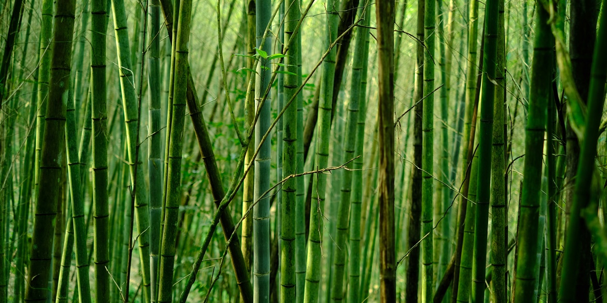 9 Myths of Bamboo Trees According to Javanese Primbon, Believed to Bring Luck