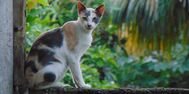 Powerful! Here are 7 Ways to Chase Away Stray Cats Without Hurting Them, You Can Use Orange Peel