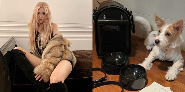 Rose BLACKPINK's Pet Dog Receives Luxury Christmas Gift, Netizens Cry Seeing its Price