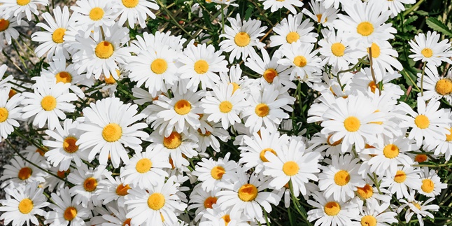 The Meaning of Daisy Flowers Based on Color and Belief, Also Learn About Its Naming Origin