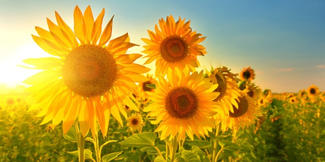 The Meaning of Sunflowers as a Gift on Special Moments, Can Be a Symbol of Eternal Friendship