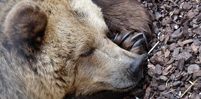 Meaning of Hibernation, Benefits and the Process Also Know the Difference with Sleep