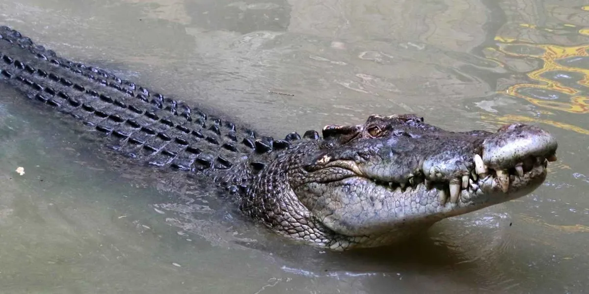  Arti Mimpi Melihat Buaya Berubah Menjadi Manusia: Transformasi dan Makna Spiritual 