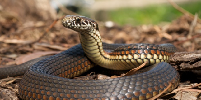 Meaning of Dreaming of Killing Snakes that Need to be Known, Could Indicate Good and Bad Signs