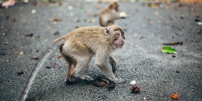 Meaning of Monkey Dreams, Beware of Signs of Betrayal from Closest People