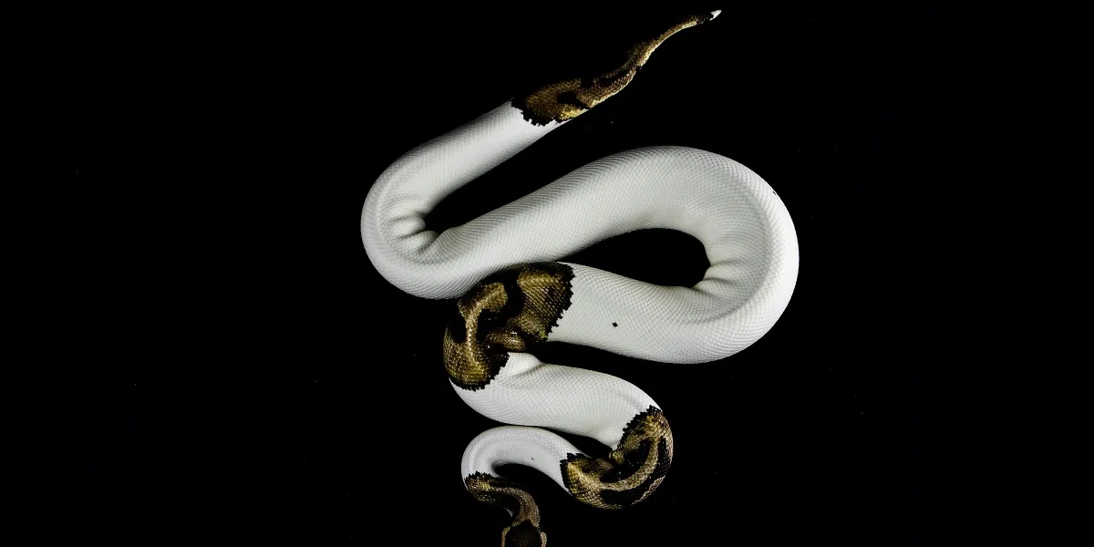 Meaning of Small Snake Dreams: Interpretation and Deep Significance