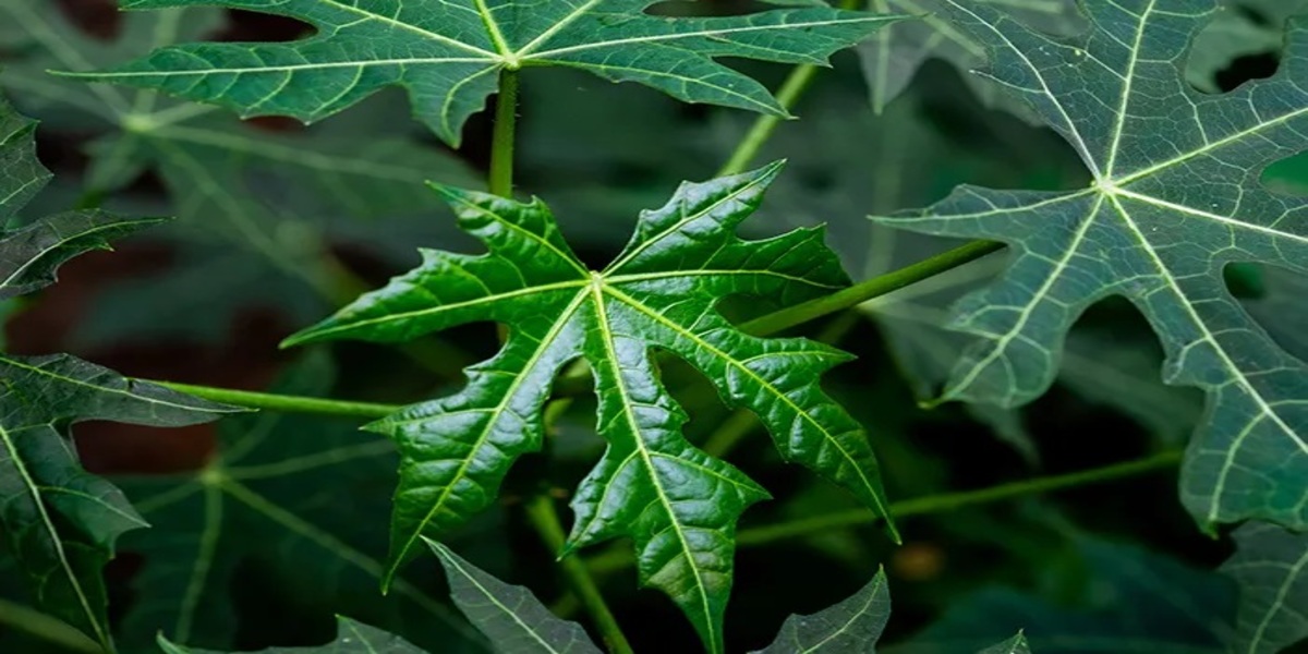 Boiled Papaya Leaves: An Easy Way to Lower Diabetes and High Blood Pressure