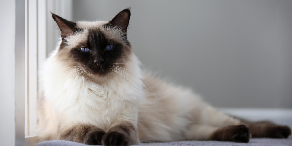 Balinese, Siamese Cats with Long Fur that Need Extra Care