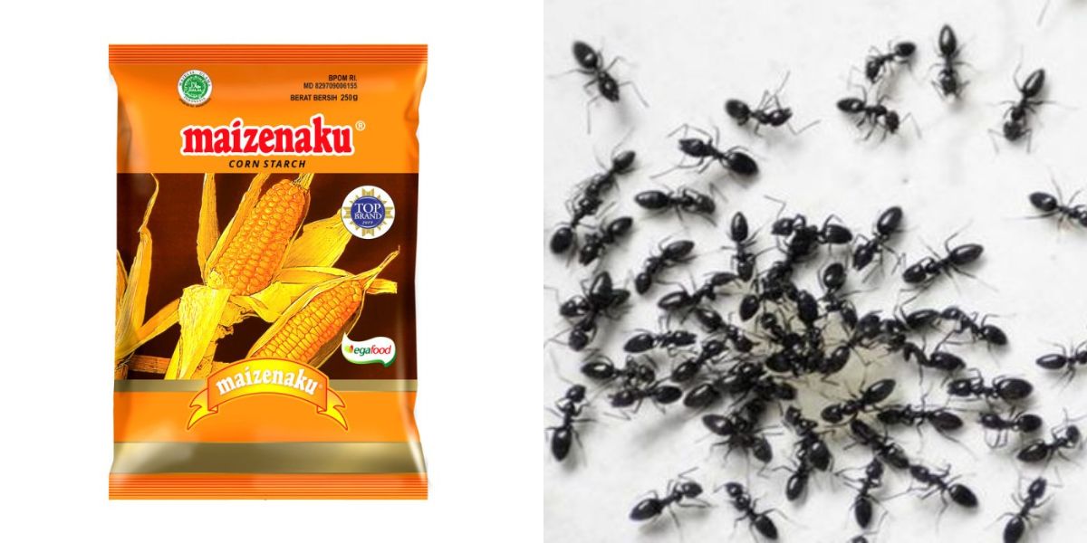 Get Rid of Ants Entering the House with Only 1 Kitchen Ingredient