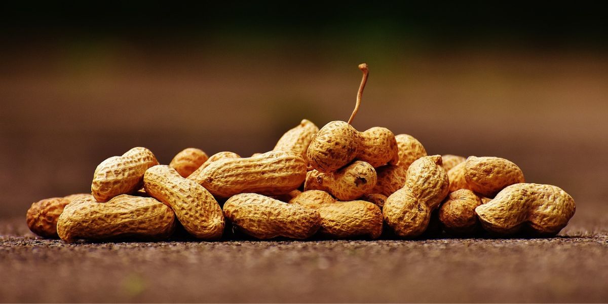 Can Gout Sufferers Enjoy Peanuts? Find Out the Explanation and Safe Consumption Tips!