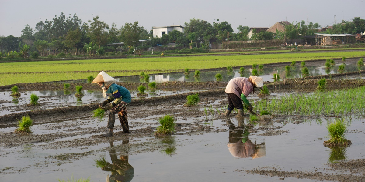 How to Calculate Good Days for Planting Rice According to Javanese Primbon, A Traditional Guide for Farmers