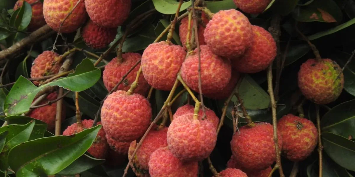 How to Plant Lychee for Quick Fruiting and Abundant Harvests, Guaranteed Quality
