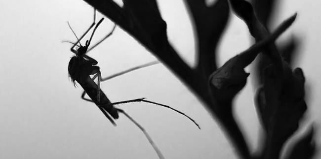 8 Ways to Repel Mosquitoes with a Phone, Use an App that is Claimed to be Effective and Practical