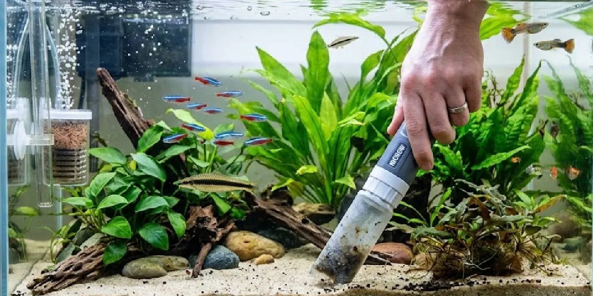 How to Keep Aquarium Water Clear Without Draining, Understand the Causes of Cloudiness and Their Solutions