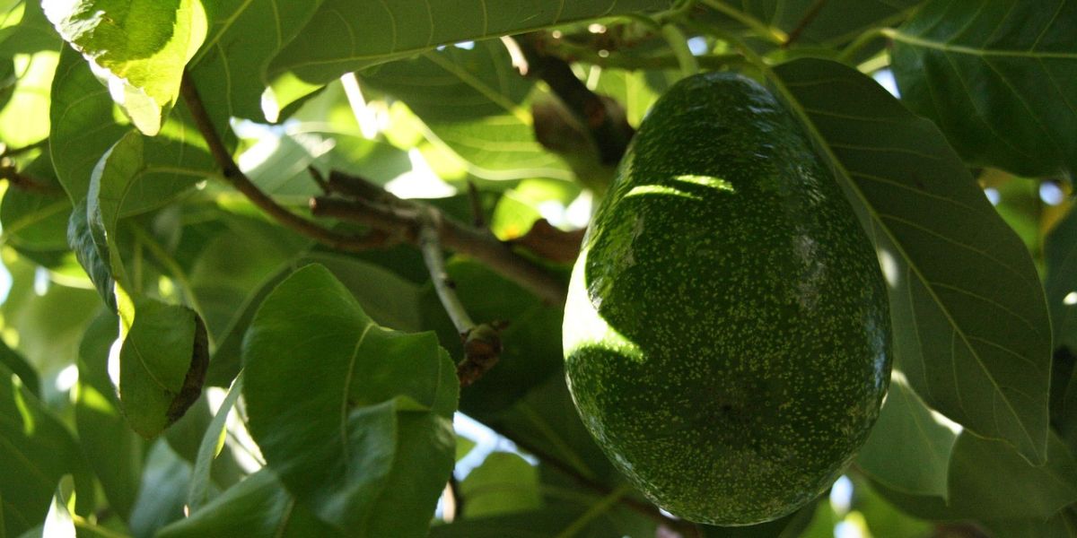 How to Boil Avocado Leaves to Lower High Blood Pressure, Drink 2 Times a Day