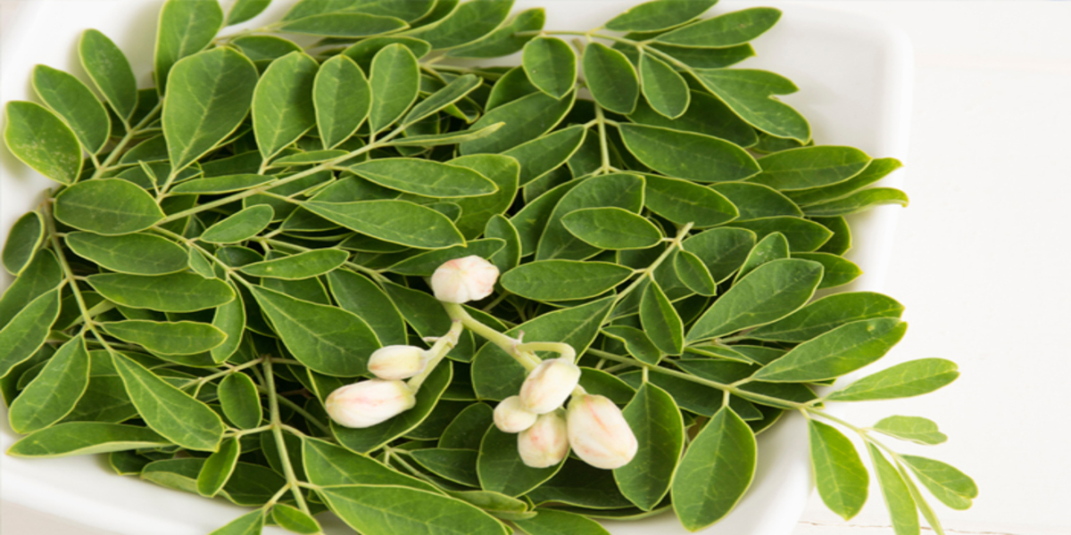 How to Boil Moringa Leaves for High Blood Pressure, Hypertension Sufferers Must Pay Attention