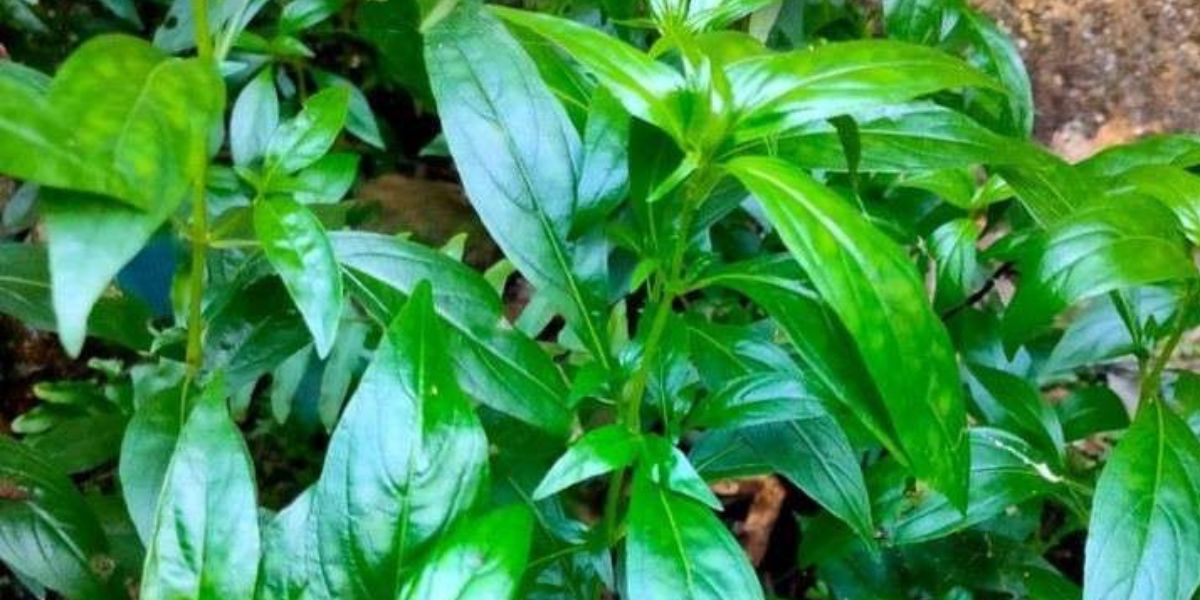 How to Boil Sambiloto Leaves to Lower Blood Pressure and Reduce the Risk of Diabetes Complications