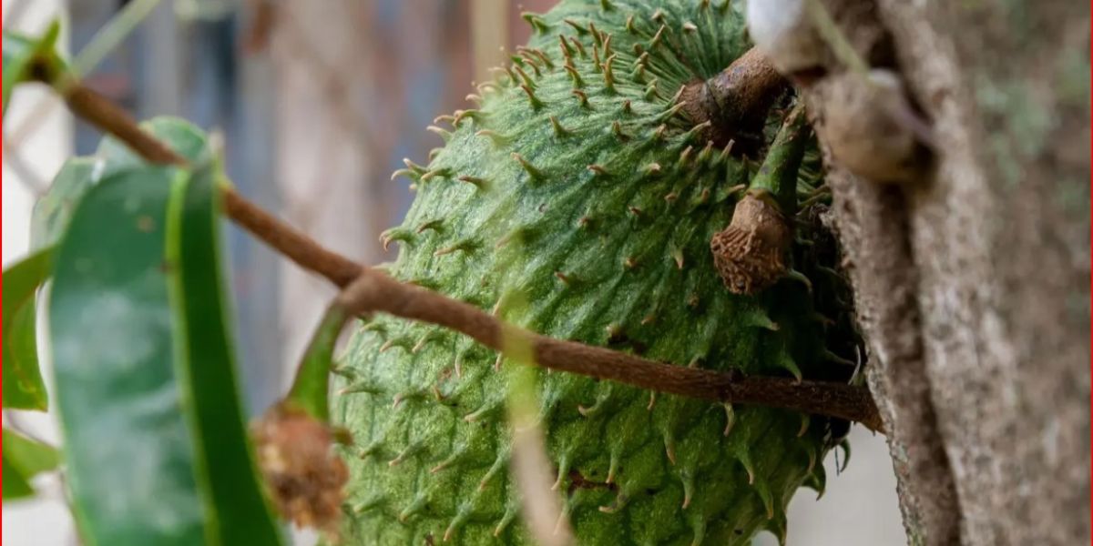 How to Properly Boil Soursop Leaves: Helps Lower Cholesterol and Prevent Cancer