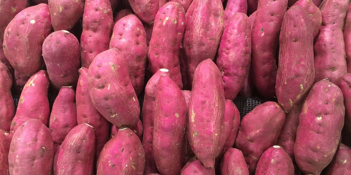 How to Boil Purple Sweet Potatoes for a Healthy Diet, Nutritious and Full of Nutrients