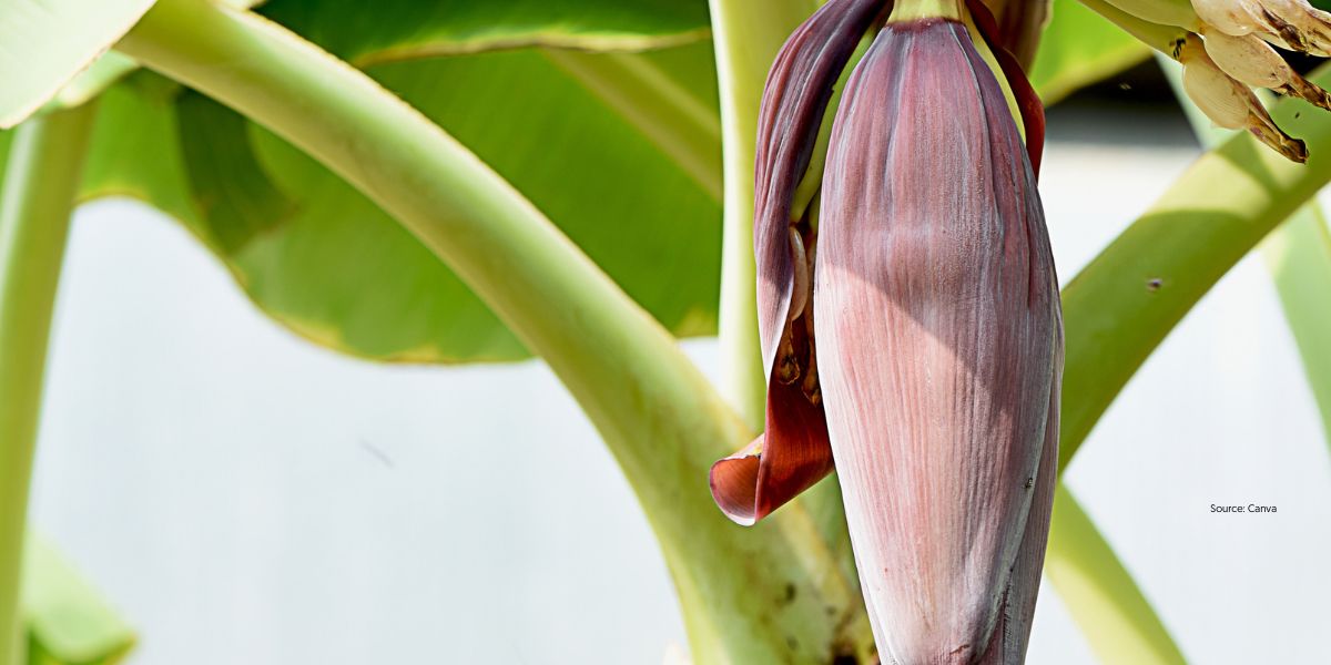 Easy Way to Process Banana Heart So It Doesn't Taste Bitter and Stays White
