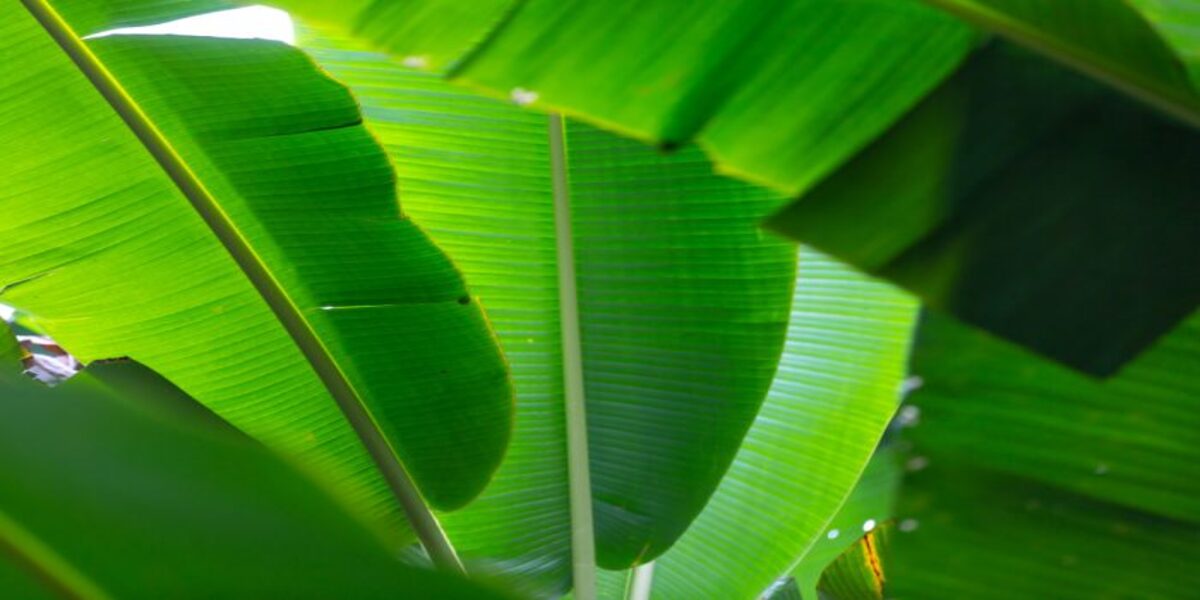 Practical Ways to Keep Banana Leaves Fresh, Aroma and Taste Remain Intact