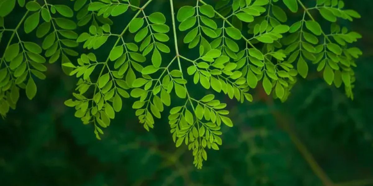 The Right Way to Boil Moringa Leaves for Stomach Acid, An Effective Natural Solution