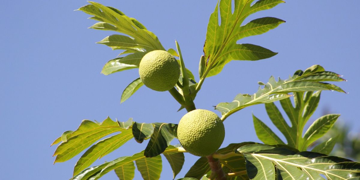 The Right Way to Boil Breadfruit Leaves to Overcome Uric Acid, Along with Tips for Consumption