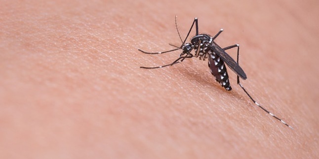 From Orange Peel - Lemongrass, Here are 6 Ingredients that Can Be Natural Mosquito Repellents