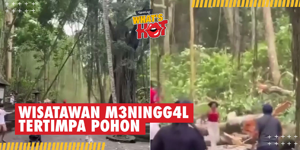 Moments of the Falling Tree in Monkey Forest Ubud and Hitting Several Tourists