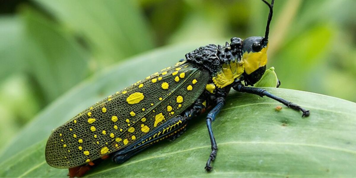 Facts About the Devil's Grasshopper That Caused a Resident of Bojonegoro to Die, Contains Toxic Liquid