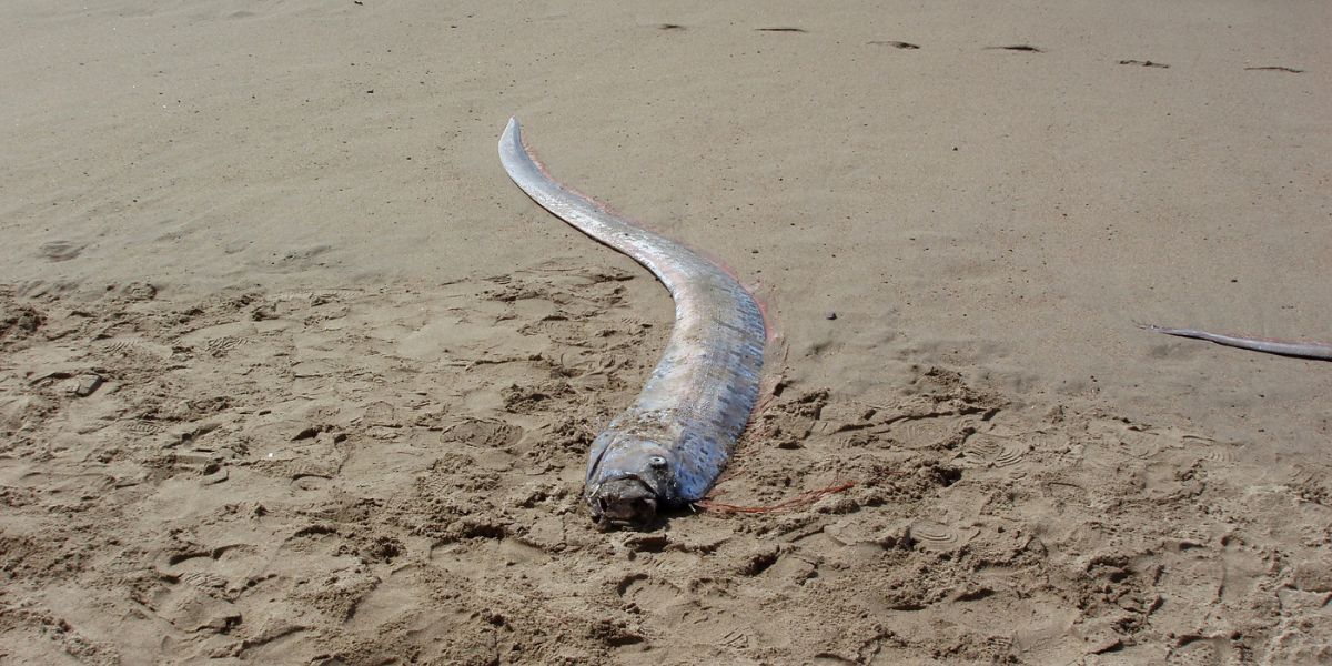 Interesting Facts About Oarfish, the "Doomsday Fish" That Lives in the Deep Sea