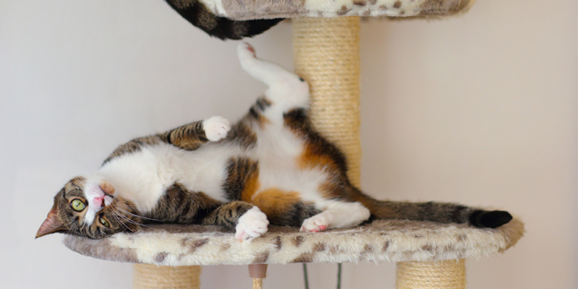 Facts About Catnip That Cat Lovers Must Understand