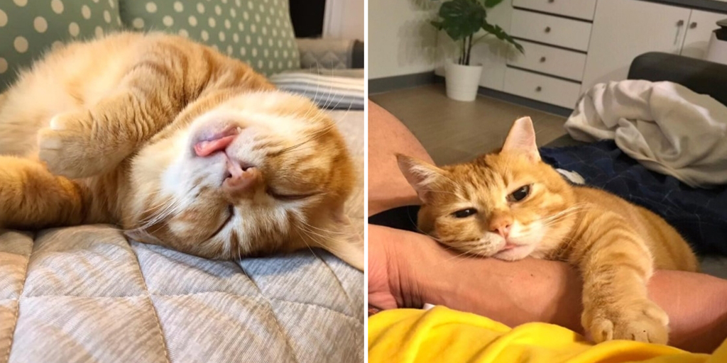 Cute Photos of Fat Xiang the Sleepy Cat, Always Looking Tired Even After Sleeping All Day