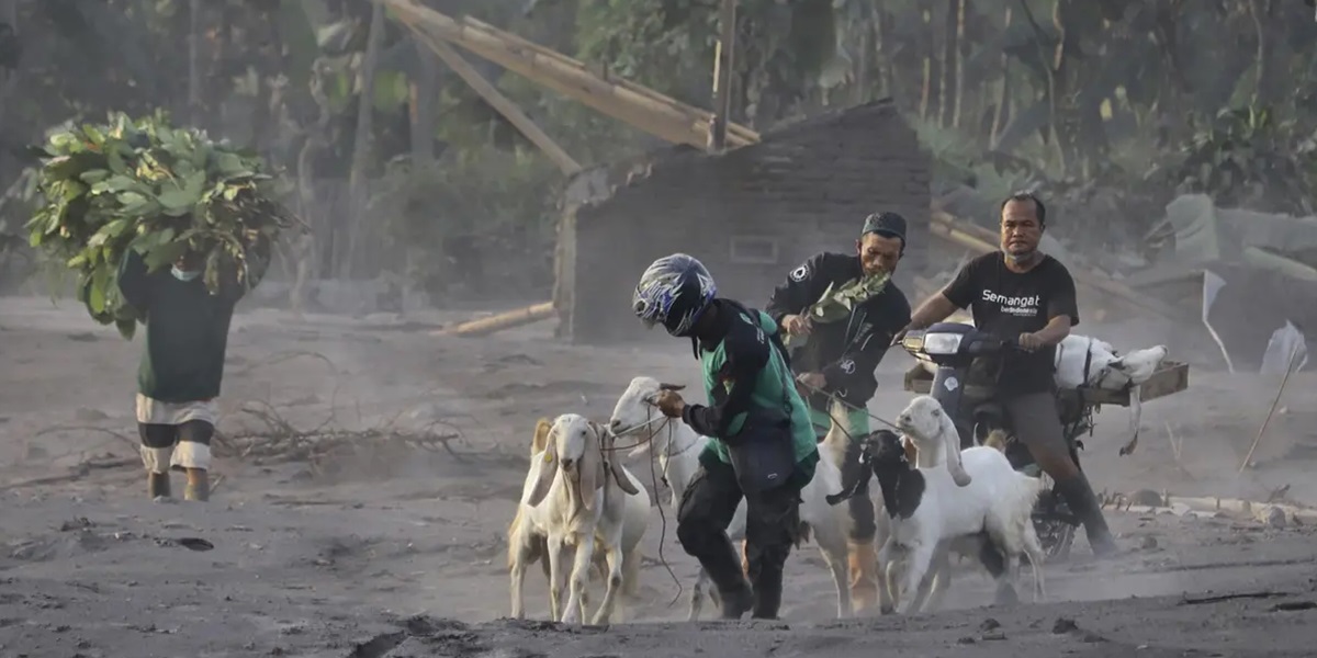 Mount Semeru Erupts, Its Ash Soars Up to 500 Meters